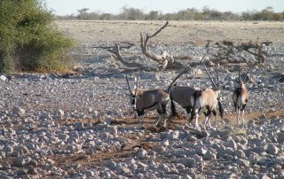 NAMIBIA PICT0050 Home